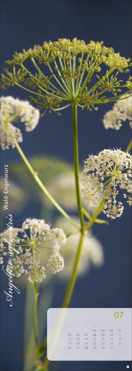 Produktbild: Magic Flowers Vertical Kalender 2027