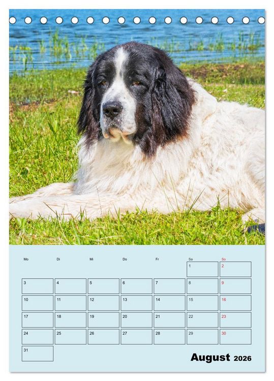 Produktbild: Familienplaner Landseer - Freund und Retter (Tischkalender 2026 DIN A5 hoch), CALVENDO Monatskalender