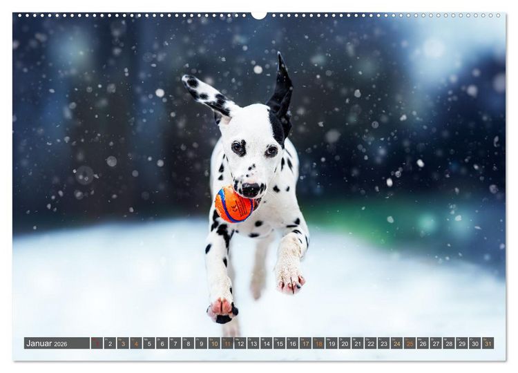 Produktbild: bunte Tierfotografie an Land und im Wasser (hochwertiger Premium Wandkalender 2026 DIN A2 quer), Kunstdruck in Hochglanz