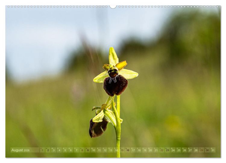 Produktbild: Orchideenzeit auf der Schw&auml;bischen Alb (hochwertiger Premium Wandkalender 2026 DIN A2 quer), Kunstdruck in Hochglanz
