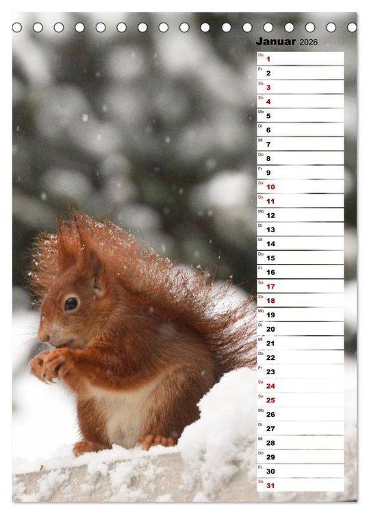Produktbild: Eichh&ouml;rnchen - kleine Tiere, gro&szlig;e Liebe (Tischkalender 2026 DIN A5 hoch), CALVENDO Monatskalender