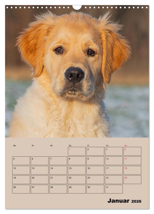Produktbild: Jahresplaner Golden Retriever Welpen (Wandkalender 2026 DIN A3 hoch), CALVENDO Monatskalender