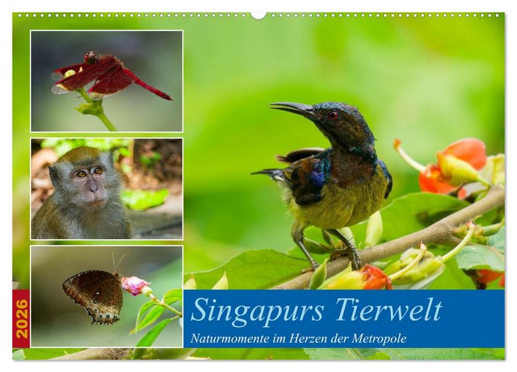 Produktbild: Singapurs Tierwelt (Wandkalender 2026 DIN A2 quer), CALVENDO Monatskalender