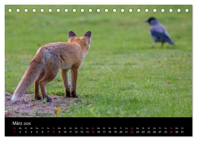 Produktbild: Joni, der kleine Fuchs (Tischkalender 2026 DIN A5 quer), CALVENDO Monatskalender