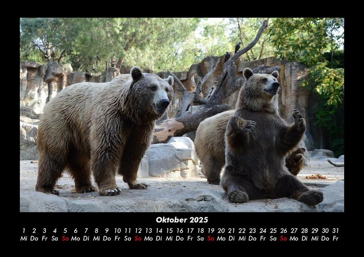 Produktbild: Tierkalender 2025 Fotokalender DIN A3