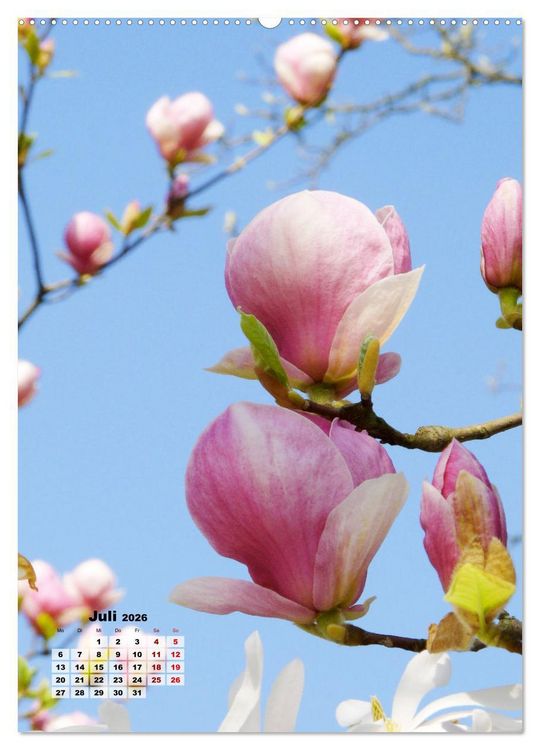 Produktbild: Magnolien Ein Fr&uuml;hlingstraum (hochwertiger Premium Wandkalender 2026 DIN A2 hoch), Kunstdruck in Hochglanz