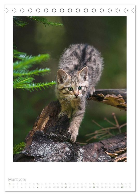 Produktbild: Wildkatzen - Kleine Samtpfoten des Waldes (Tischkalender 2026 DIN A5 hoch), CALVENDO Monatskalender