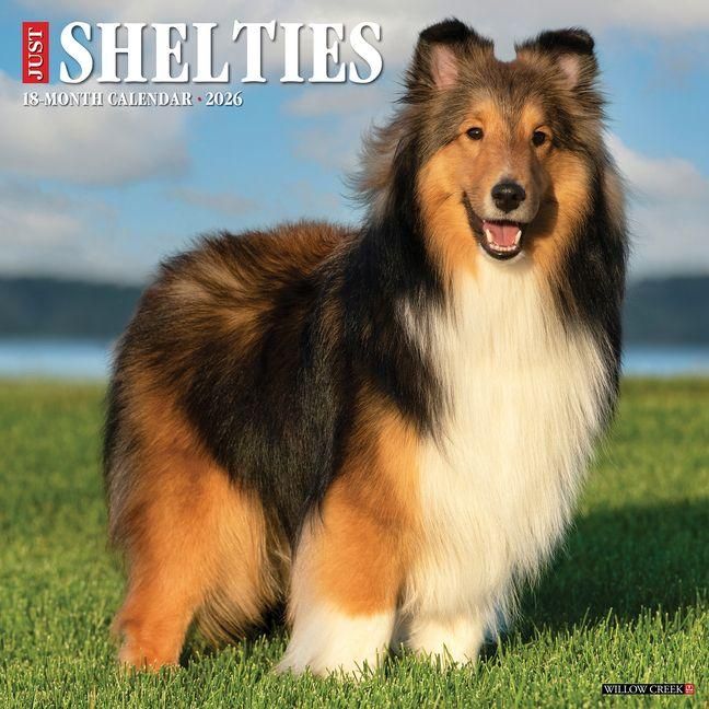 Produktbild: Shelties 2026 Wall Calendar