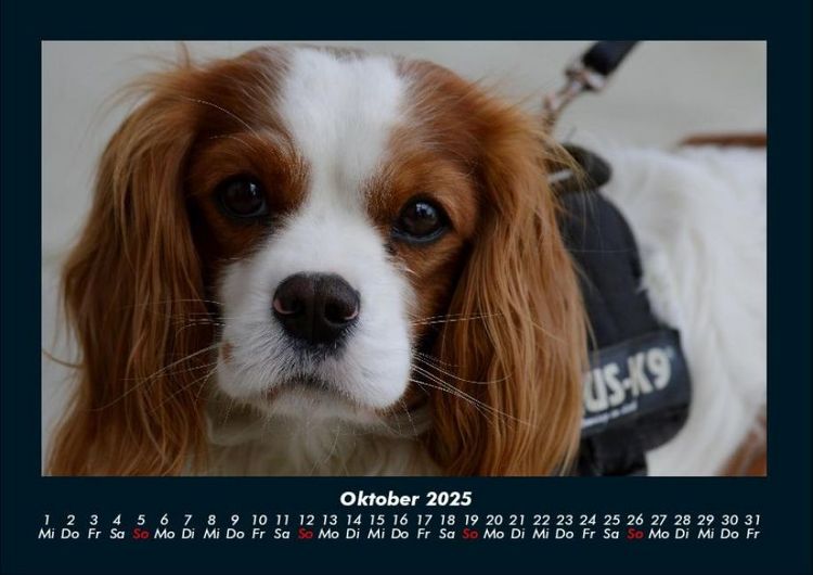 Produktbild: Welt der Tiere 2025 Fotokalender DIN A4