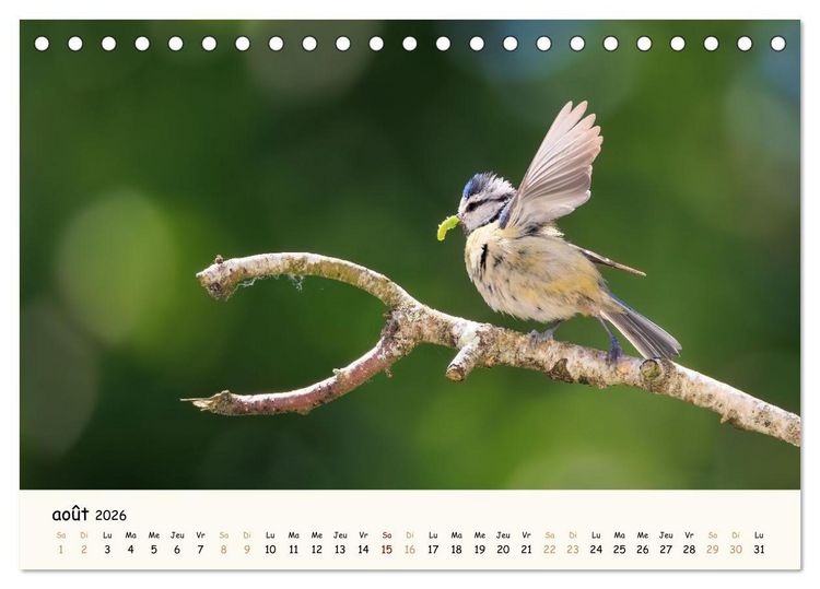 Produktbild: Chuchotements d'ailes - Une ann&eacute;e dans l'intimit&eacute; des oiseaux (Calendrier de bureau 2026 DIN A5 vertical), CALVENDO calendrier mensuel