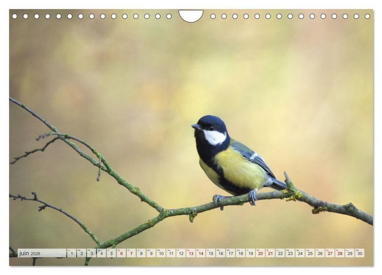 Produktbild: Oiseaux libres et sauvages (Calendrier mural 2026 DIN A4 vertical), CALVENDO calendrier mensuel