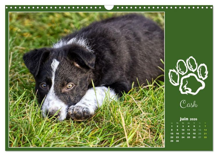Produktbild: Border collie puppies (Calendrier mural 2026 DIN A3 vertical), CALVENDO calendrier mensuel