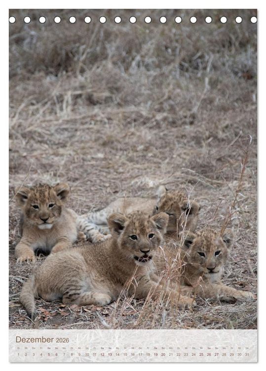 Produktbild: L&ouml;wen in Sabi Sands (Tischkalender 2026 DIN A5 hoch), CALVENDO Monatskalender