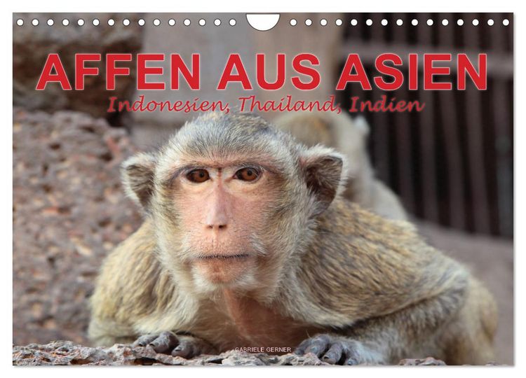 Produktbild: AFFEN AUS ASIEN Indonesien, Thailand, Indien (Wandkalender 2026 DIN A4 quer), CALVENDO Monatskalender