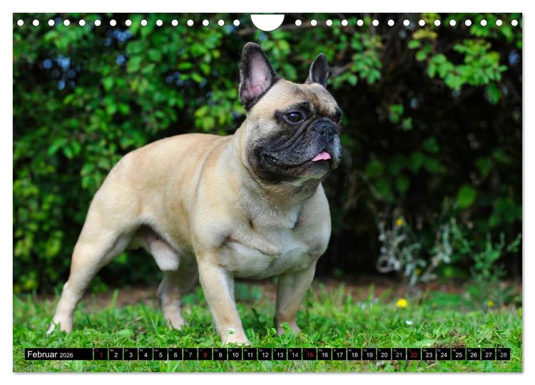 Produktbild: Franz&ouml;sische Bulldogge - Clown auf 4 Pfoten (Wandkalender 2026 DIN A4 quer), CALVENDO Monatskalender