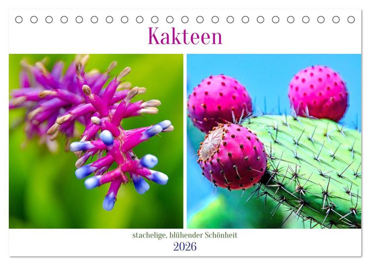 Produktbild: Kakteen - stachelige, bl&uuml;hende Sch&ouml;nheiten (Tischkalender 2026 DIN A5 quer), CALVENDO Monatskalender