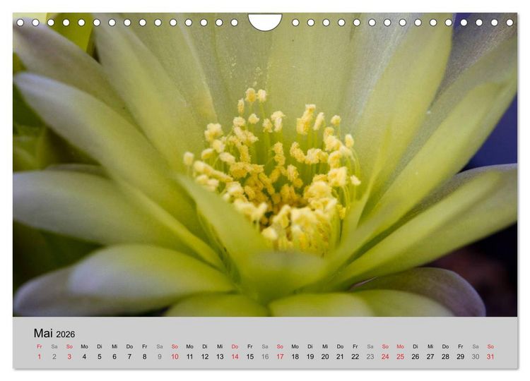 Produktbild: Bl&uuml;tensymphonie - Kakteen und Sukkulenten (Wandkalender 2026 DIN A4 quer), CALVENDO Monatskalender
