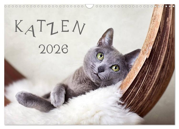 Produktbild: Katzen 2026 (Wandkalender 2026 DIN A3 quer), CALVENDO Monatskalender