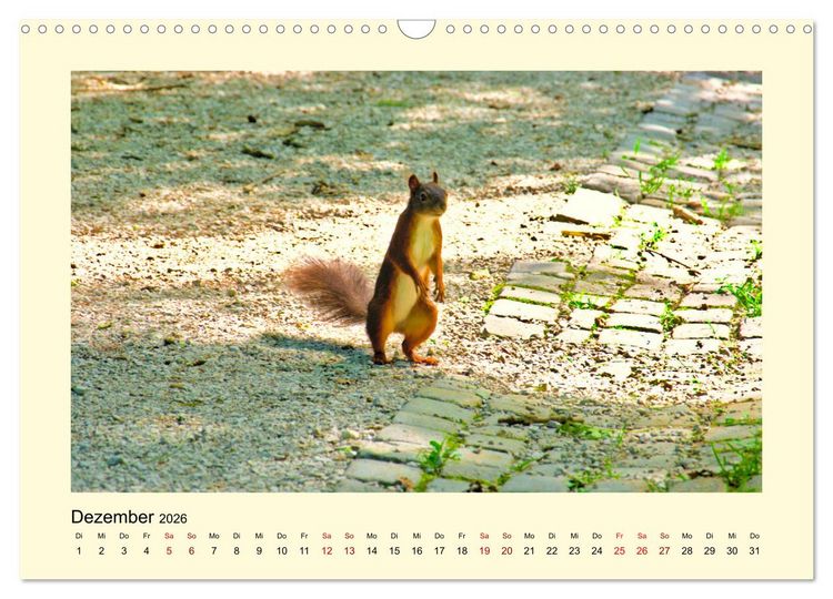 Produktbild: Wild, aber knuffig! (Wandkalender 2026 DIN A3 quer), CALVENDO Monatskalender