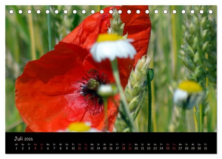 Produktbild: Just Mohn (Tischkalender 2026 DIN A5 quer), CALVENDO Monatskalender