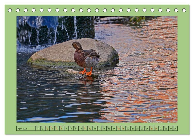 Produktbild: Faszination Stadtpark Odense (Tischkalender 2026 DIN A5 quer), CALVENDO Monatskalender