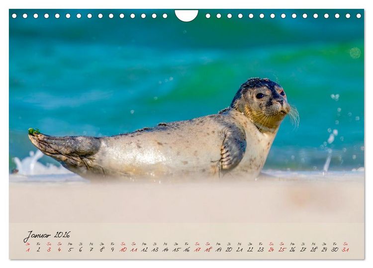 Produktbild: Brut- und Setzzeit. Neues Leben entsteht. (Wandkalender 2026 DIN A4 quer), CALVENDO Monatskalender