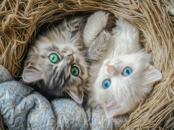 Produktbild: CALVENDO Puzzle Katzen Illustrationen | 1000 Teile Lege-Gr&ouml;&szlig;e 64x48cm Foto-Puzzle f&uuml;r gl&uuml;ckliche Stunden