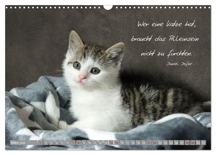 Produktbild: Katzenkinder - zauberhafte Wesen (Wandkalender 2026 DIN A3 quer), CALVENDO Monatskalender