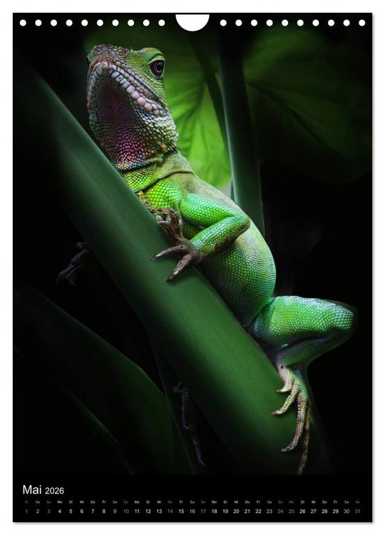 Produktbild: Auge in Auge mit coolen Typen - REPTILIEN (Wandkalender 2026 DIN A4 hoch), CALVENDO Monatskalender