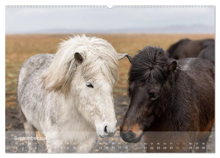 Produktbild: Islandpferde - Der T&ouml;lt Kalender (Wandkalender 2026 DIN A2 quer), CALVENDO Monatskalender