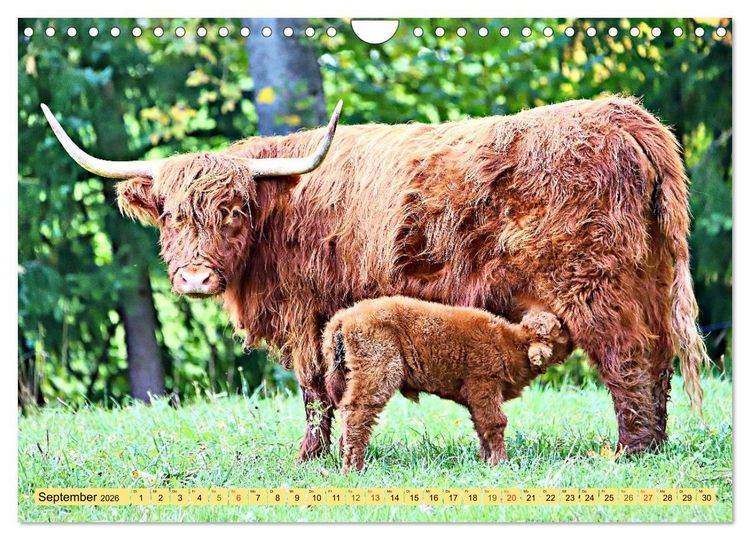 Produktbild: Highland Cattle, die Hochlandrinder aus Pfeffingen (Wandkalender 2026 DIN A4 quer), CALVENDO Monatskalender
