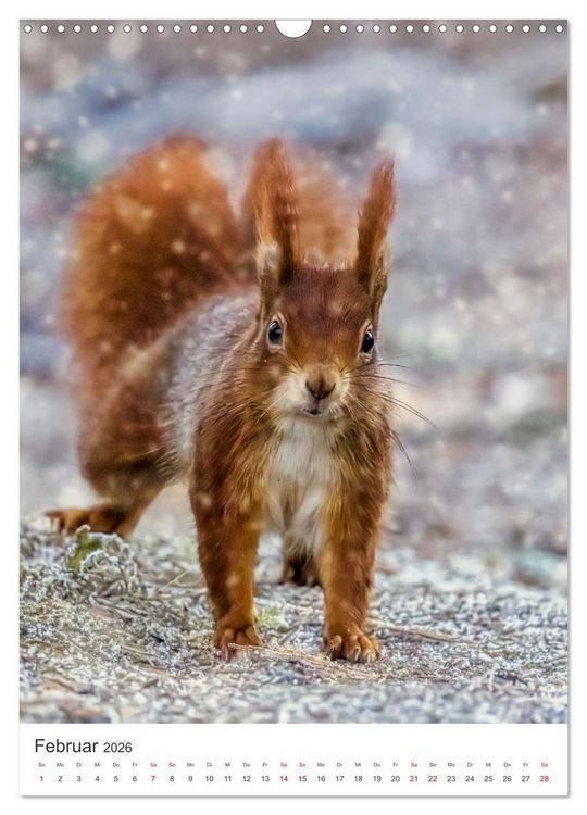 Produktbild: Niedlicher Nager - Das Eichh&ouml;rnchen (Wandkalender 2026 DIN A3 hoch), CALVENDO Monatskalender