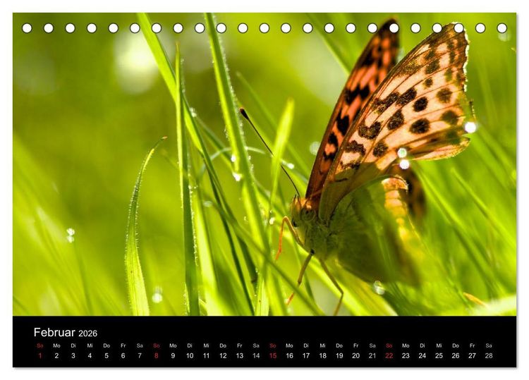 Produktbild: Heimische Schmetterlinge (Tischkalender 2026 DIN A5 quer), CALVENDO Monatskalender