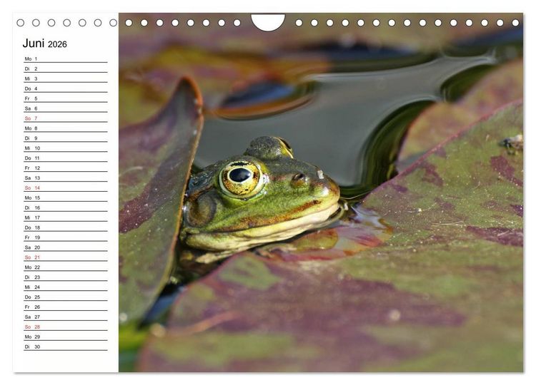 Produktbild: Amphibien und Reptilien (Wandkalender 2026 DIN A4 quer), CALVENDO Monatskalender