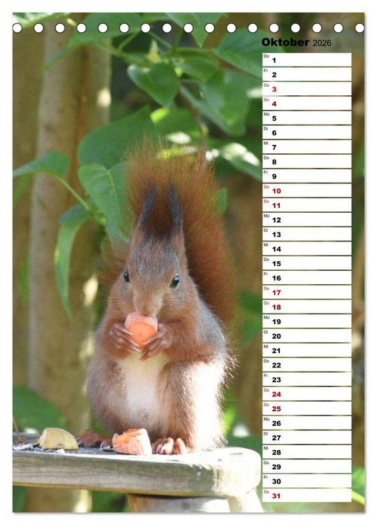 Produktbild: Eichh&ouml;rnchen - kleine Tiere, gro&szlig;e Liebe (Tischkalender 2026 DIN A5 hoch), CALVENDO Monatskalender