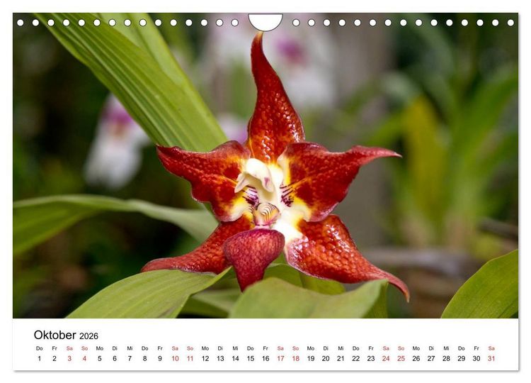 Produktbild: Vielfalt der Orchideen (Wandkalender 2026 DIN A4 quer), CALVENDO Monatskalender
