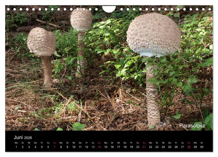 Produktbild: Pilzkalender (Wandkalender 2026 DIN A4 quer), CALVENDO Monatskalender