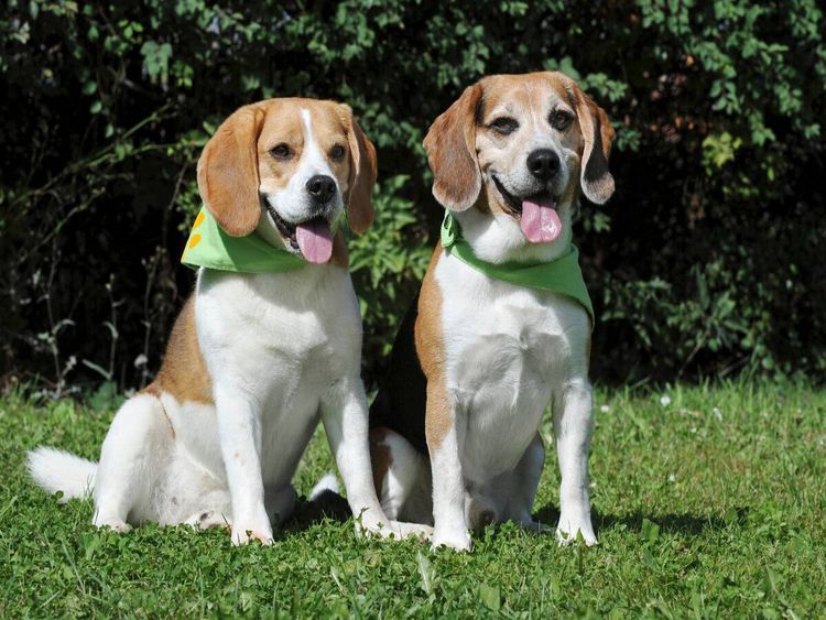 Produktbild: CALVENDO Puzzle Beagle P&auml;rchen | 1000 Teile Lege-Gr&ouml;&szlig;e 64x48cm Foto-Puzzle f&uuml;r gl&uuml;ckliche Stunden