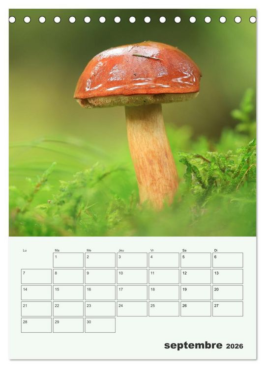 Produktbild: Champignons magiques - Beaut&eacute;s &eacute;ph&eacute;m&egrave;res (Calendrier de bureau 2026 DIN A5 horizontal), CALVENDO calendrier mensuel