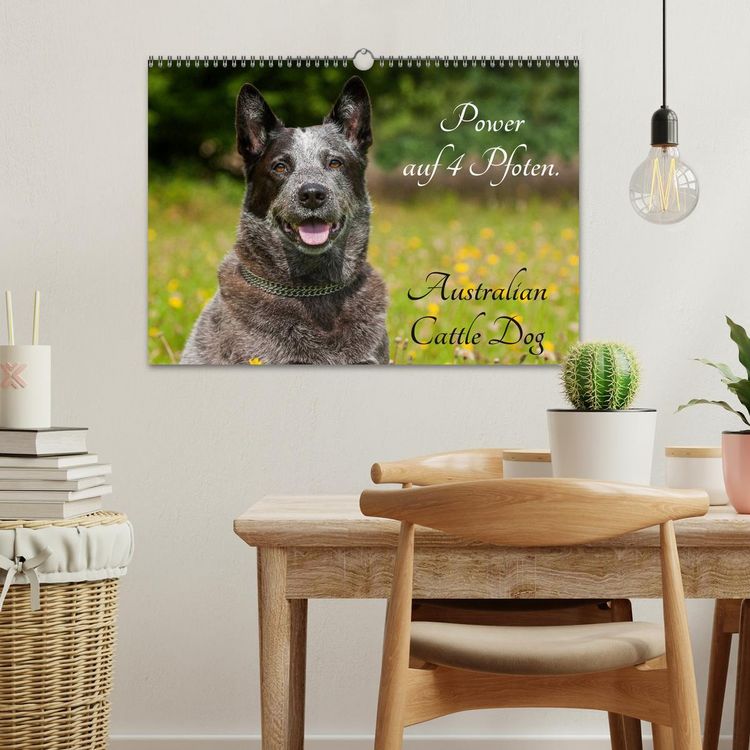 Produktbild: Power auf 4 Pfoten. Australian Cattle Dog (Wandkalender 2026 DIN A3 quer), CALVENDO Monatskalender