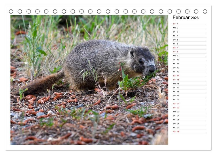 Produktbild: Murmeltiere in Nordamerika (Tischkalender 2026 DIN A5 quer), CALVENDO Monatskalender