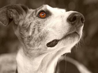 Produktbild: CALVENDO Puzzle Ein Motiv aus dem Kalender Galgo eye-catcher | 1000 Teile Lege-Gr&ouml;&szlig;e 64x48cm Foto-Puzzle f&uuml;r gl&uuml;ckliche Stunden