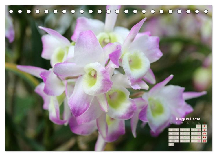 Produktbild: Sch&ouml;nste Orchideen (Tischkalender 2026 DIN A5 quer), CALVENDO Monatskalender