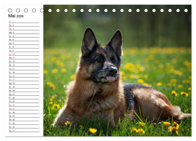 Produktbild: Deutsche Sch&auml;ferhunde - Liebenswerte Graunasen (Tischkalender 2026 DIN A5 quer), CALVENDO Monatskalender