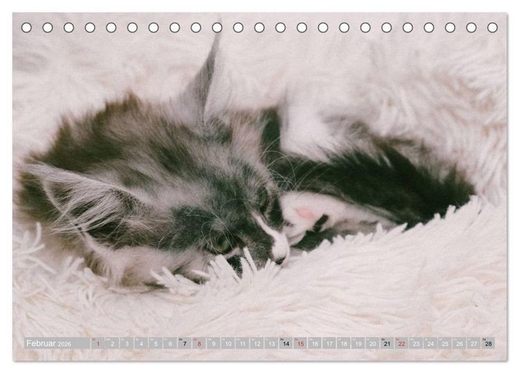 Produktbild: Katzen Pers&ouml;nlichkeiten 2026 (Tischkalender 2026 DIN A5 quer), CALVENDO Monatskalender