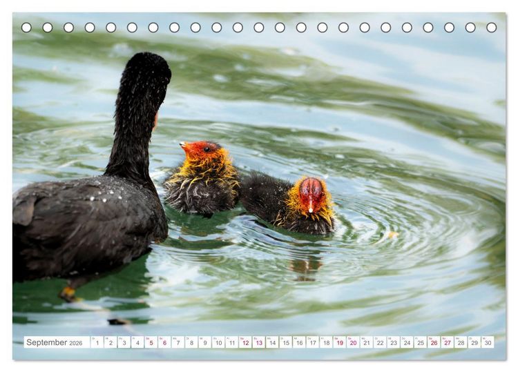 Produktbild: Vogelwelt am Bodensee 2026 (Tischkalender 2026 DIN A5 quer), CALVENDO Monatskalender
