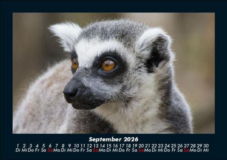 Produktbild: Tiere in der Wildnis 2026 Fotokalender DIN A5
