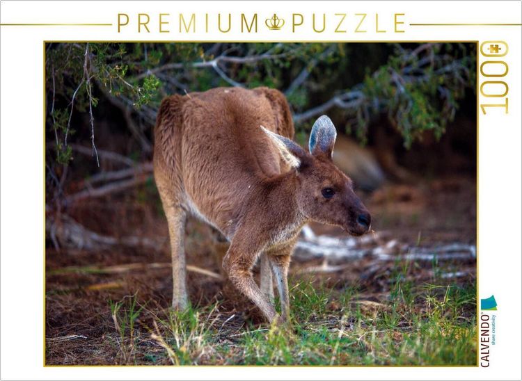 Produktbild: CALVENDO Puzzle Ein Motiv aus dem Kalender Freilebende K&auml;ngurus 2019 | 1000 Teile Lege-Gr&ouml;&szlig;e 64x48cm Foto-Puzzle f&uuml;r gl&uuml;ckliche Stunden