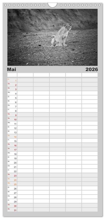 Produktbild: Familienplaner 2026 - L&ouml;wen schwarz wei&szlig; mit 5 Spalten (Wandkalender, 21 x 45 cm) CALVENDO