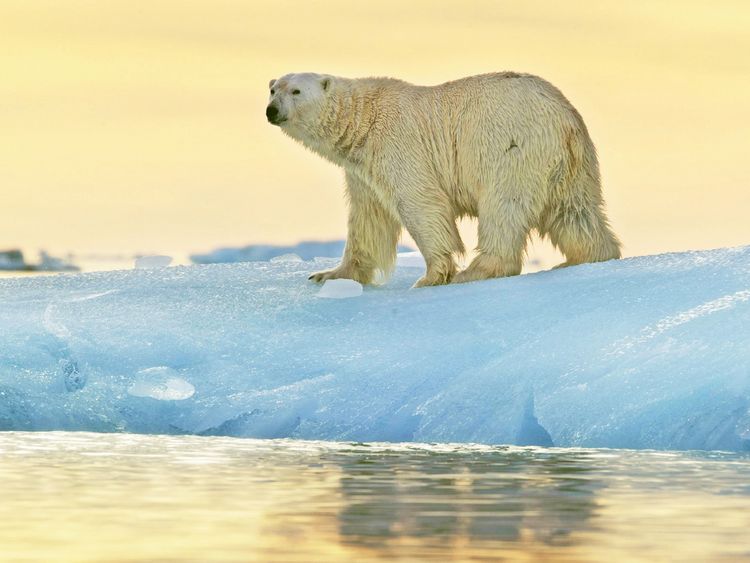 Produktbild: CALVENDO Puzzle Pr&auml;chtiger Eisb&auml;r vor einem leuchtenden Sonnenuntergang. | 1000 Teile Lege-Gr&ouml;&szlig;e 64x48cm Foto-Puzzle f&uuml;r gl&uuml;ckliche Stunden